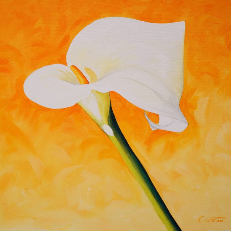 Calla copia